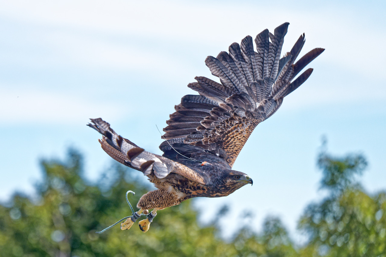 Blaubussard-2022-09-23-GW.007